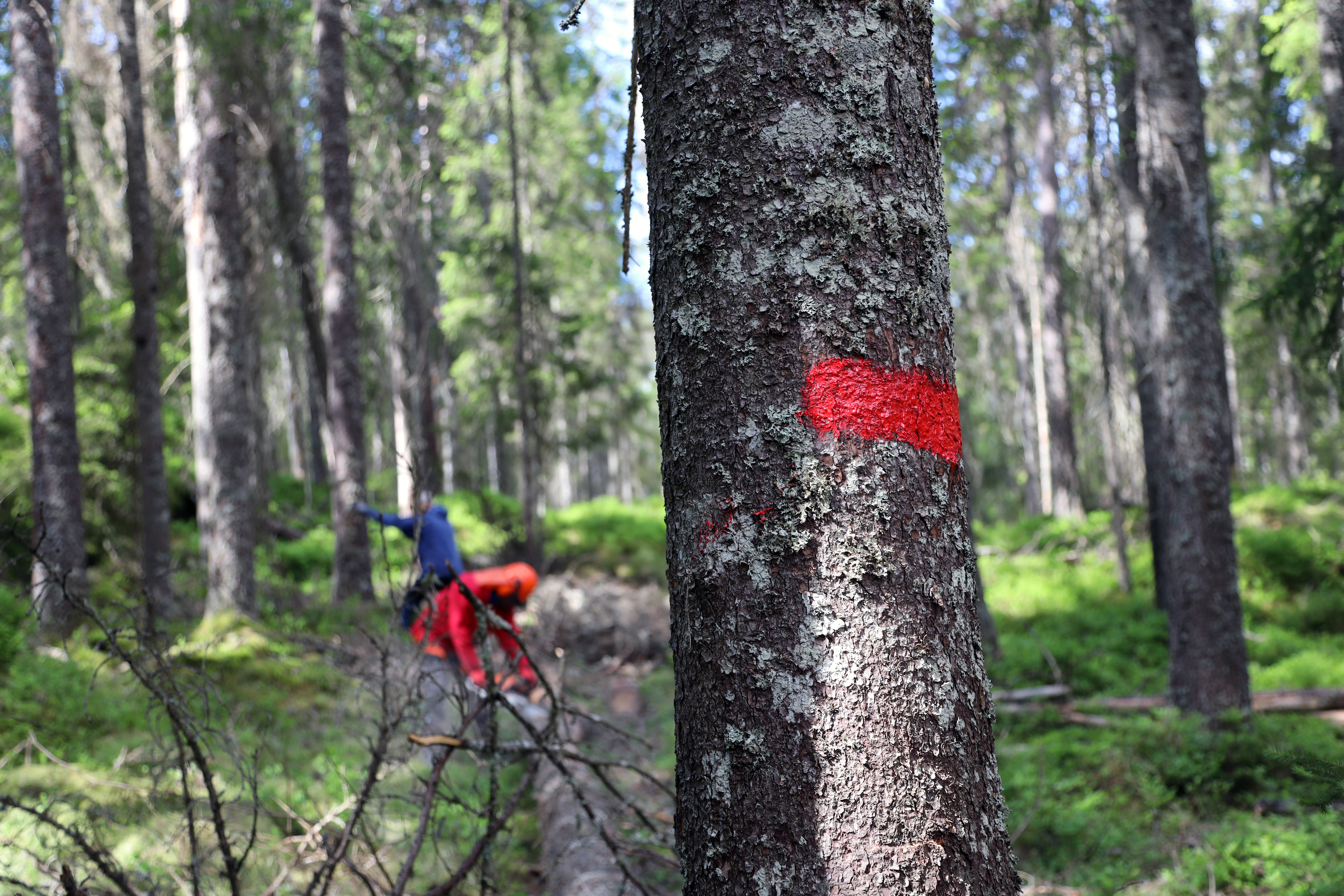 Mann maler på tre i skogen