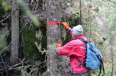 Mann maler på tre i skogen