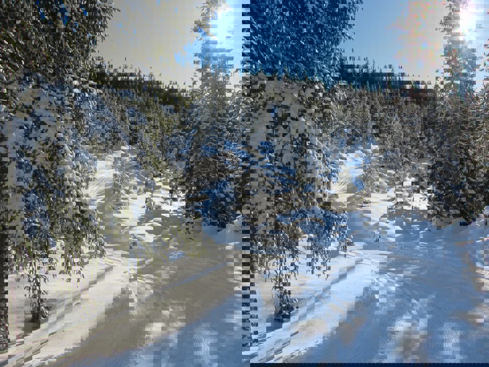 Gjennom skogen i Fløytildalen