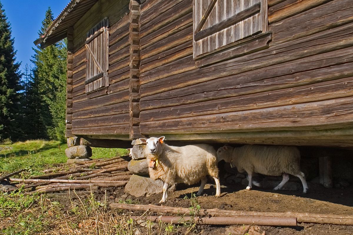 - Jeg bor på Stubdalssetra, jeg!