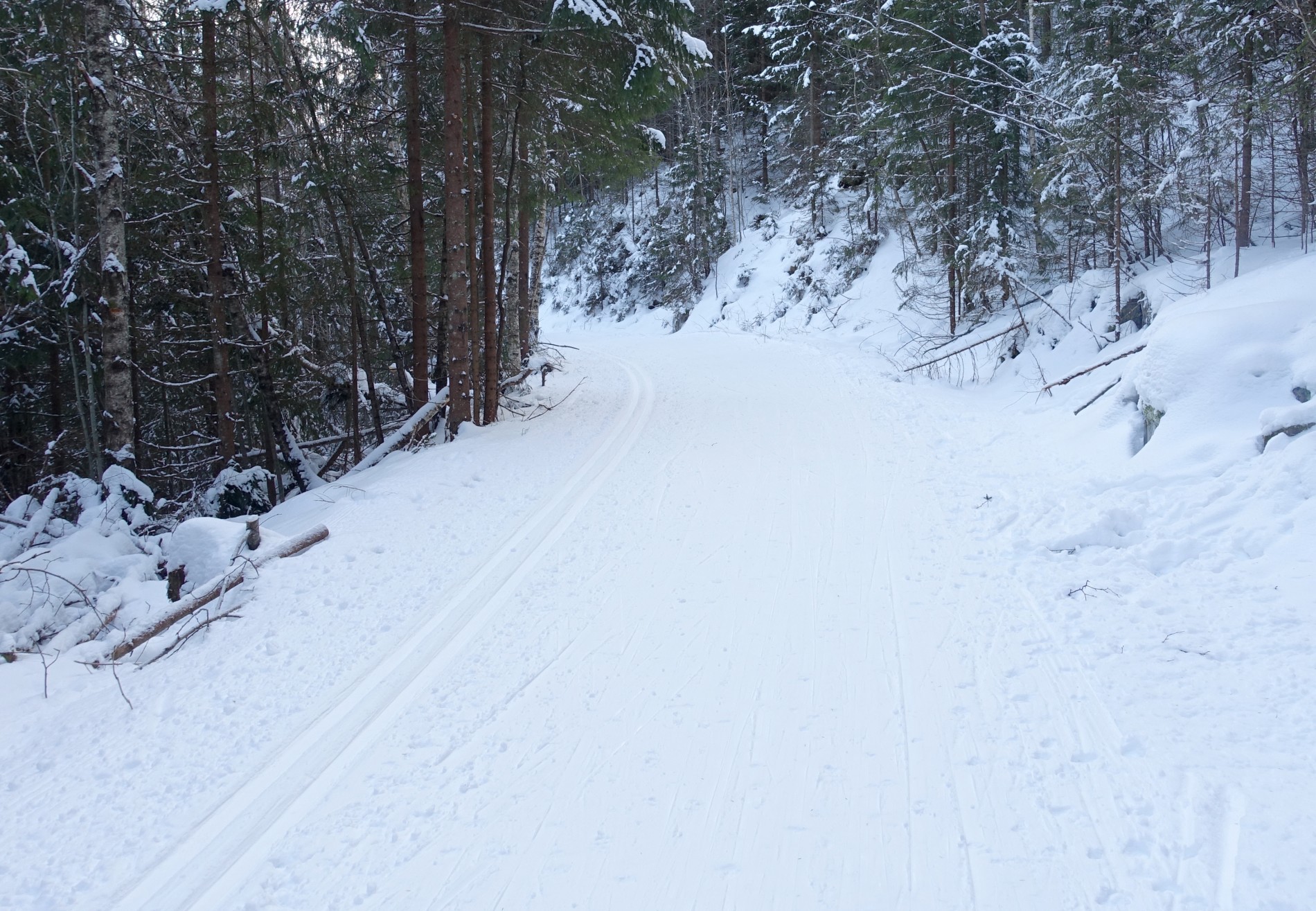 Alternativ skogsbilvei