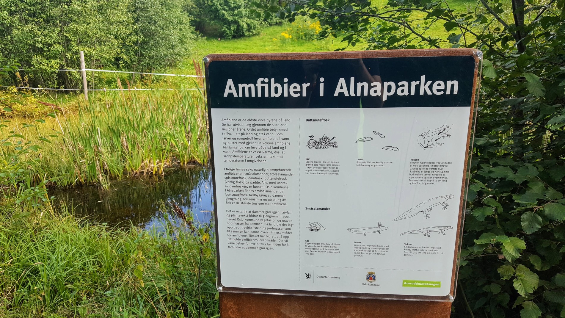 Amfibiedammen i Alnaparken