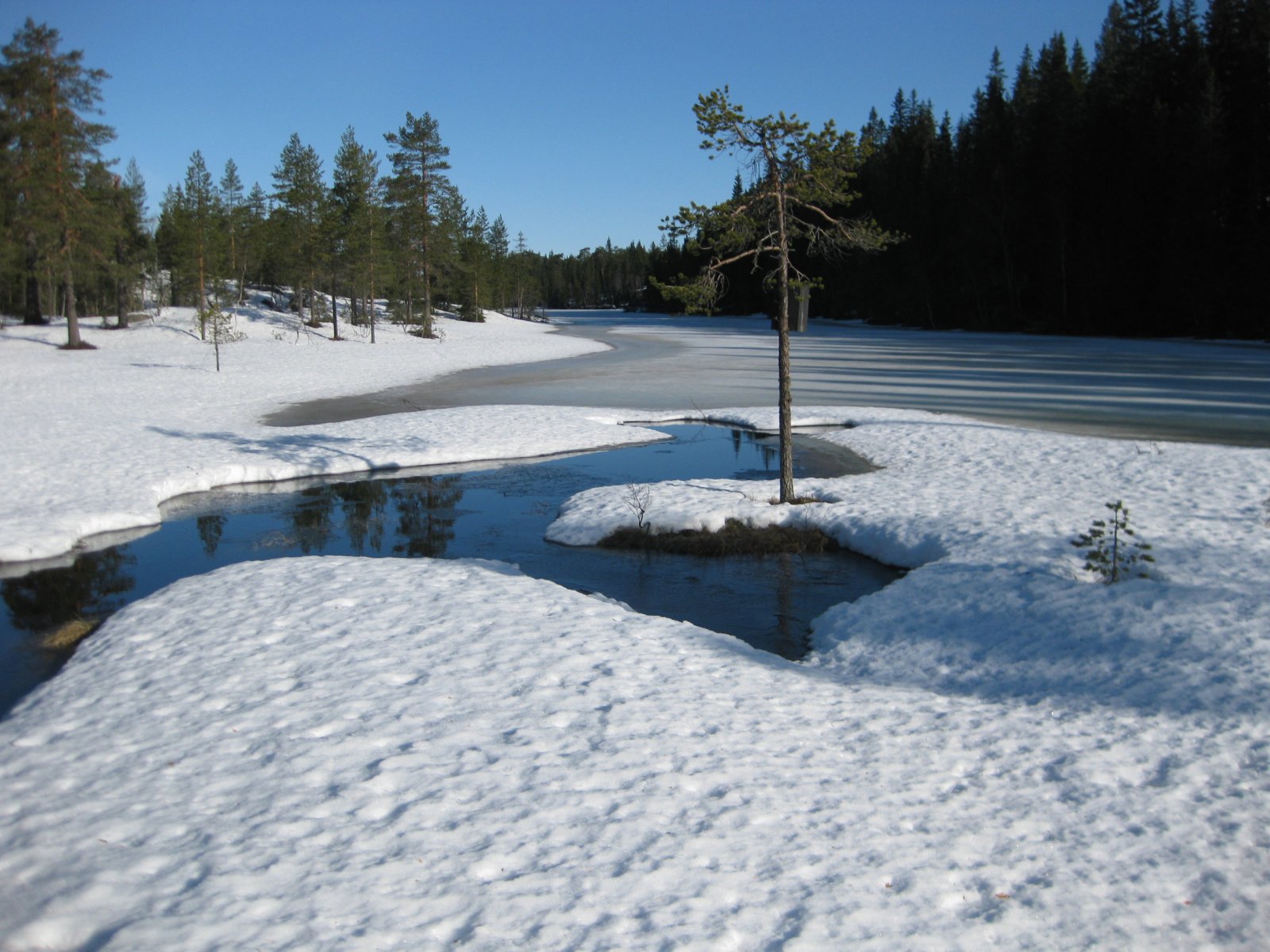 Åpen bekk ved Langtjern