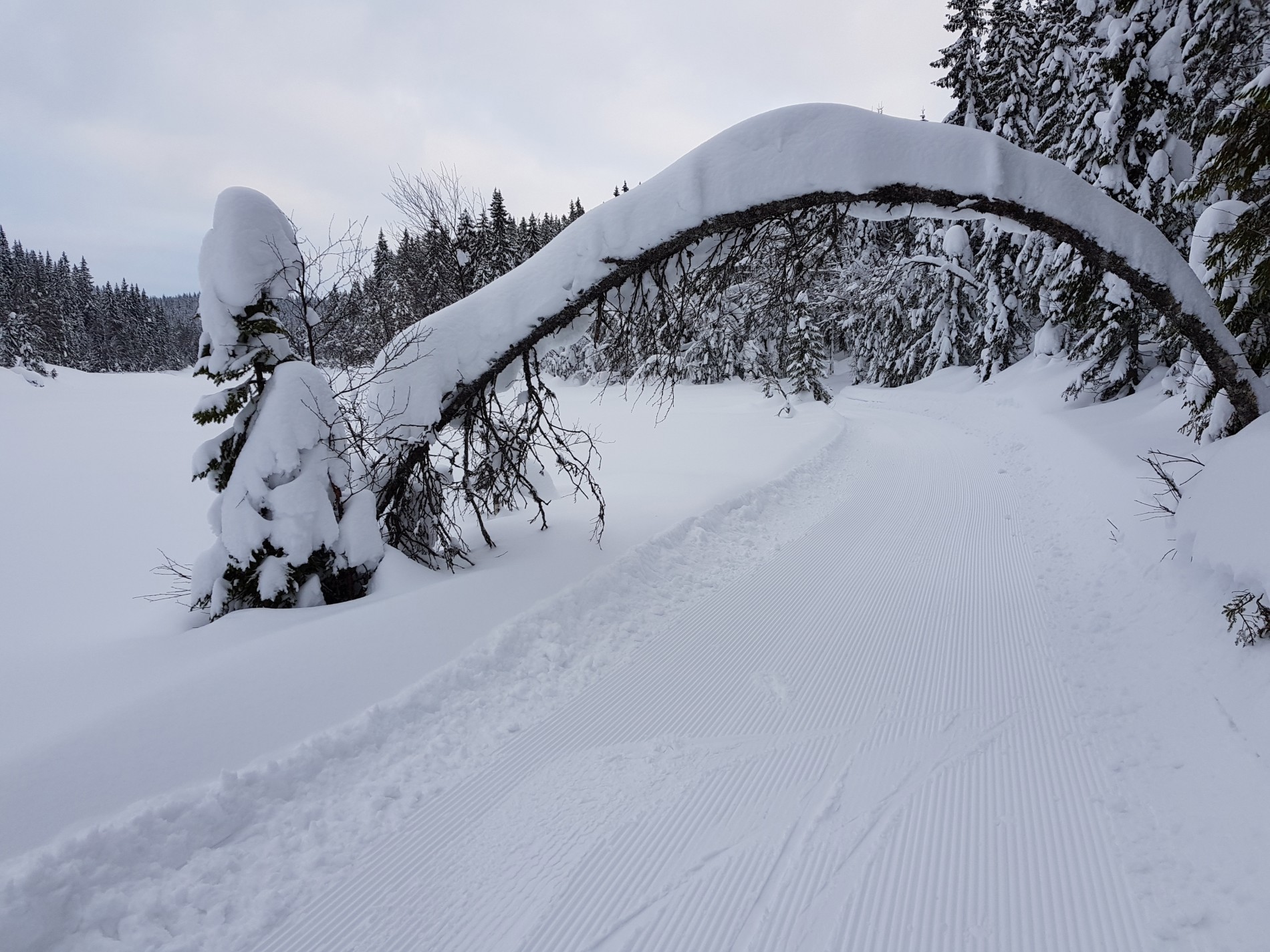 Bakåsen - nord i Nordre Heggelivann