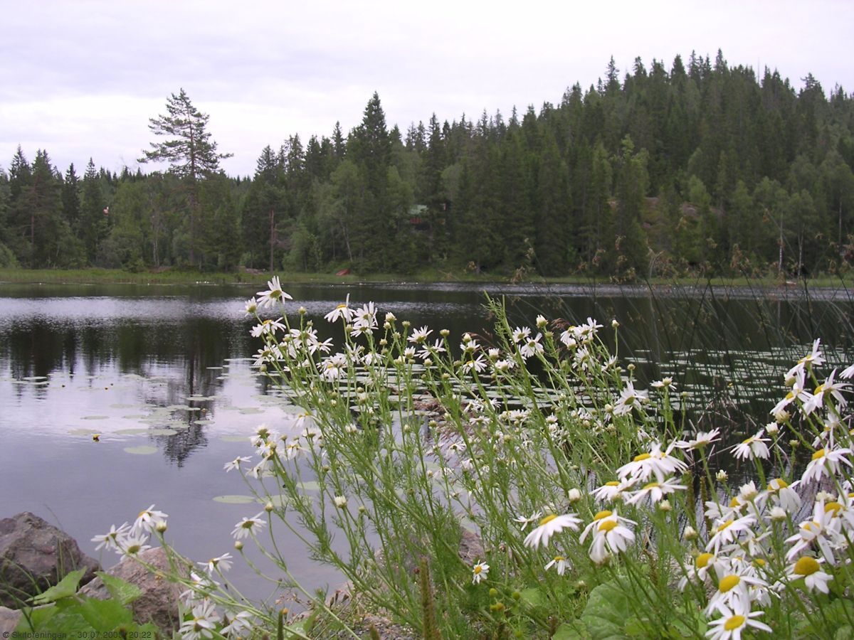 Balderbrå ved Rognlivann