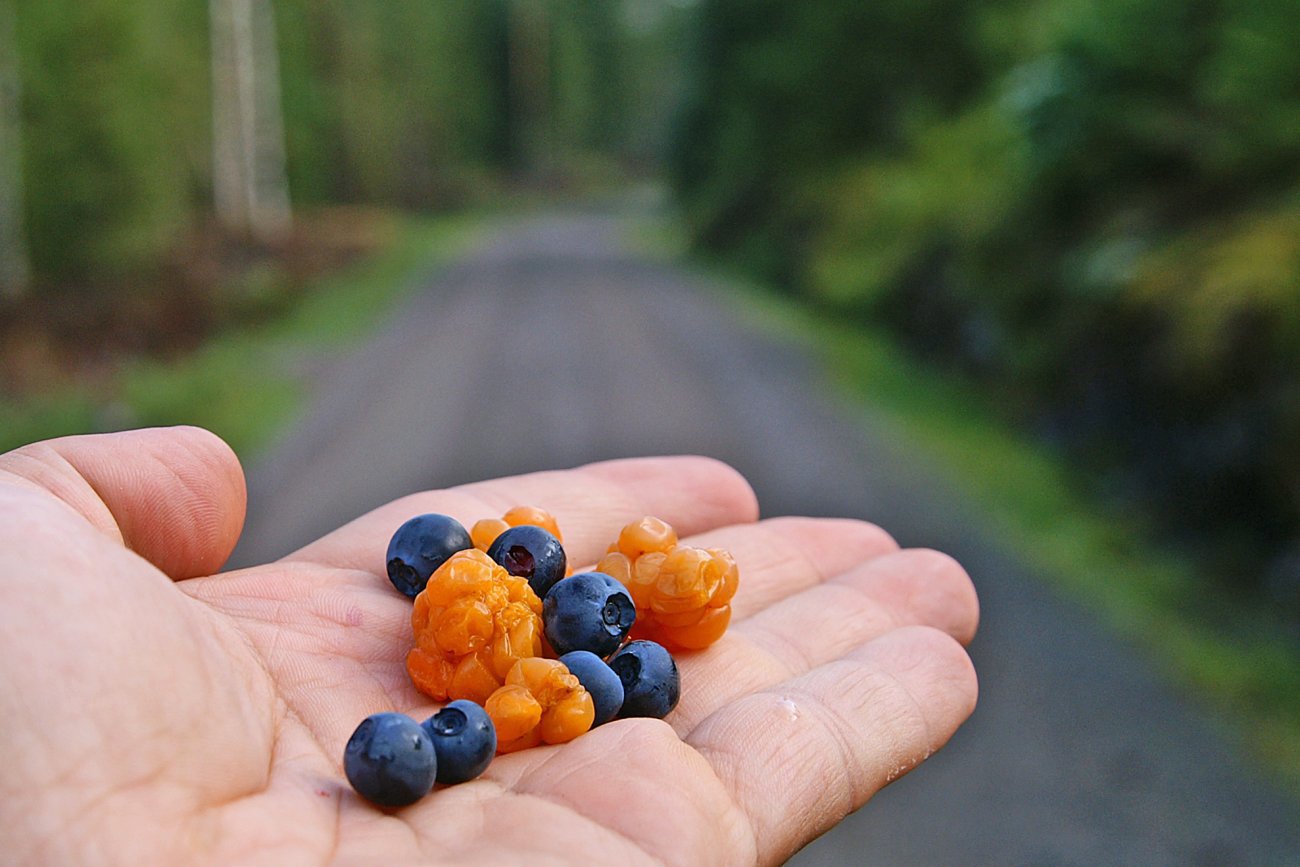 Bær ved skogsbilveien