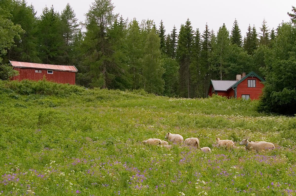 Beitende sauer på Einavollen