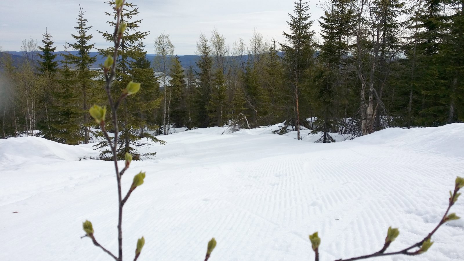 Bjørka spretter i skiløypene