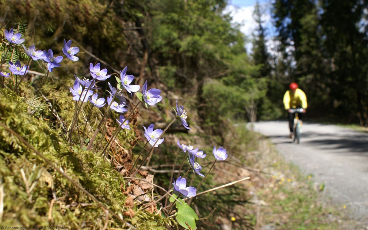 Blåveis ved Mattisplassveien
