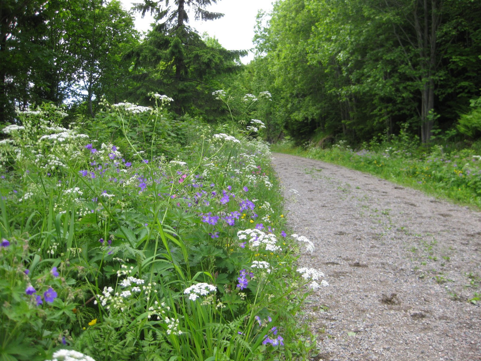 Blomsterprakt ved Heikampveien