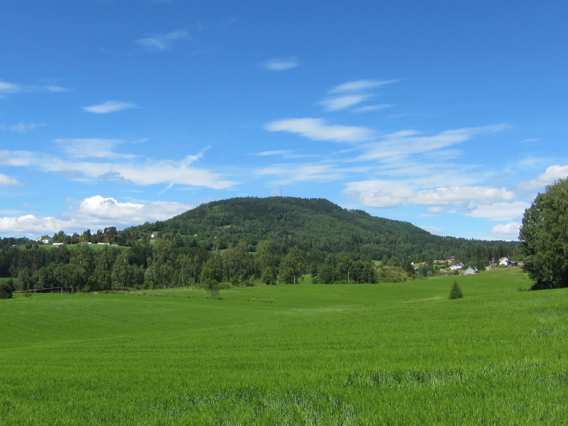 Brandbukampen i grønt