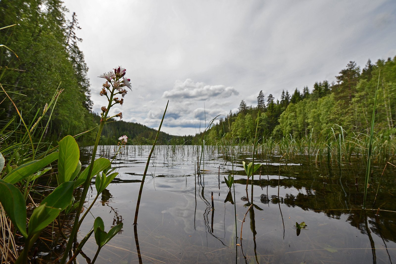 Bukkeblad i Store Grytas nordende