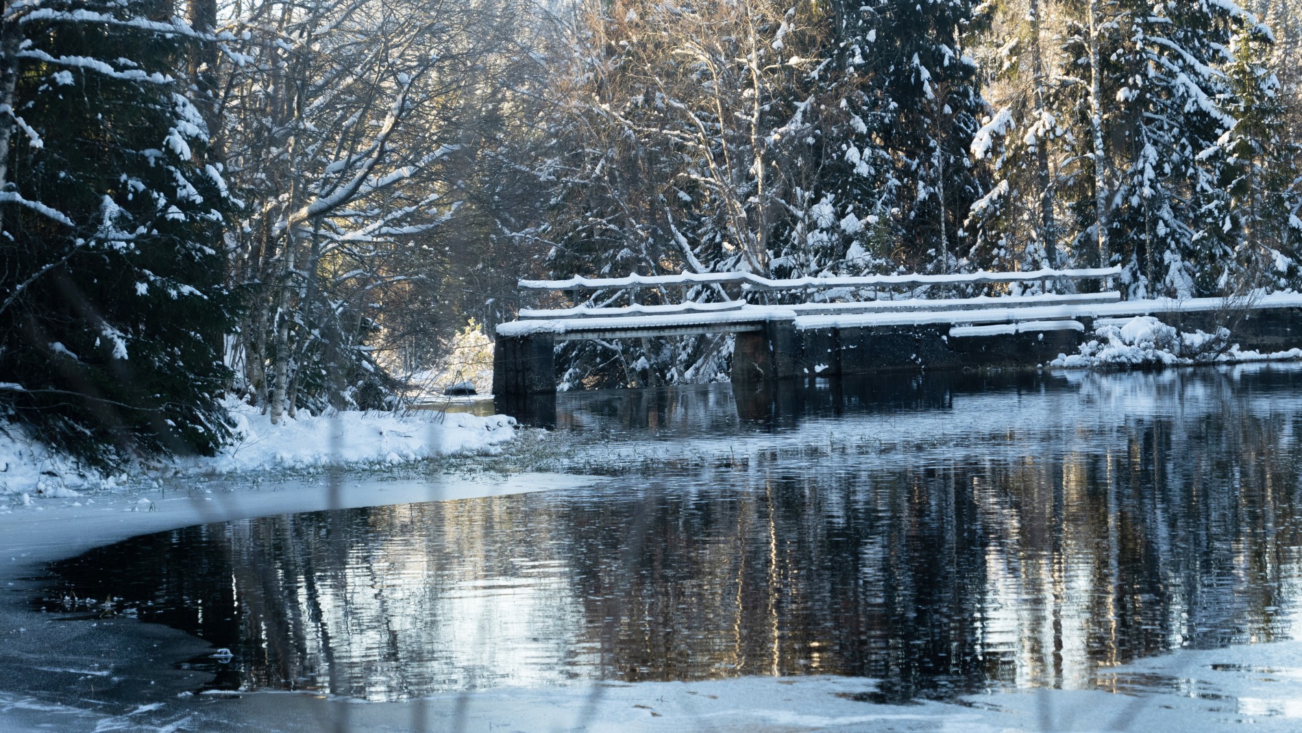 Damtjernet ved Skjerva sag