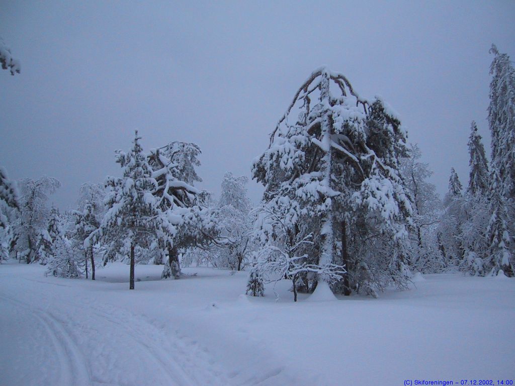 Desemberstemning over Vidvangshøgda