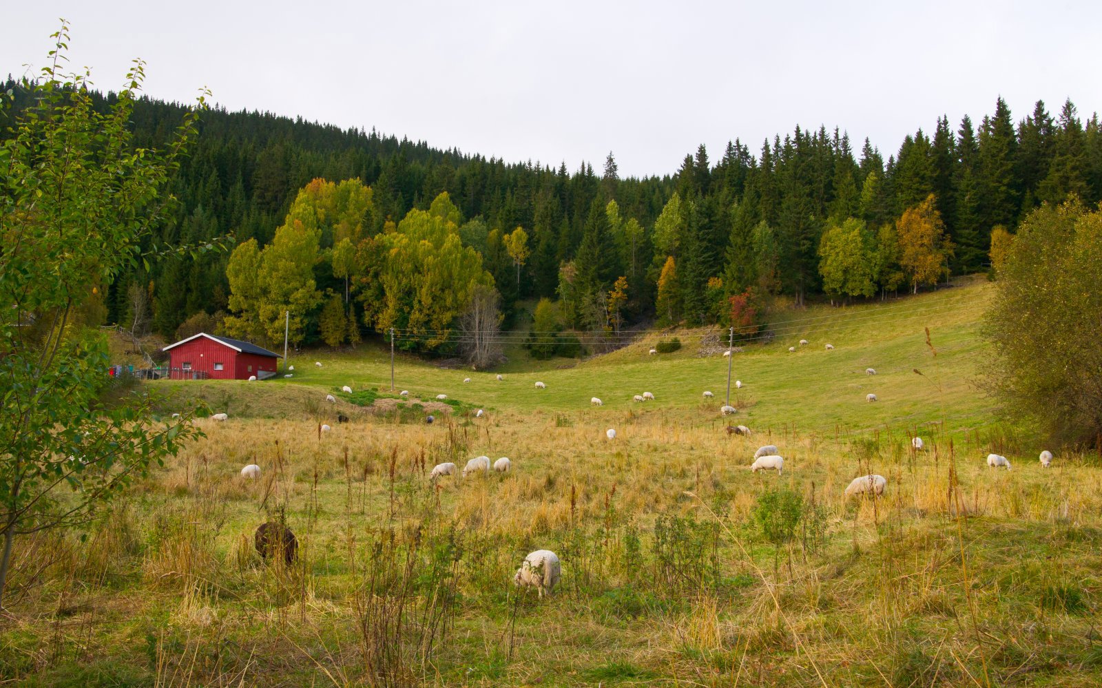 Det er servert på Dalen