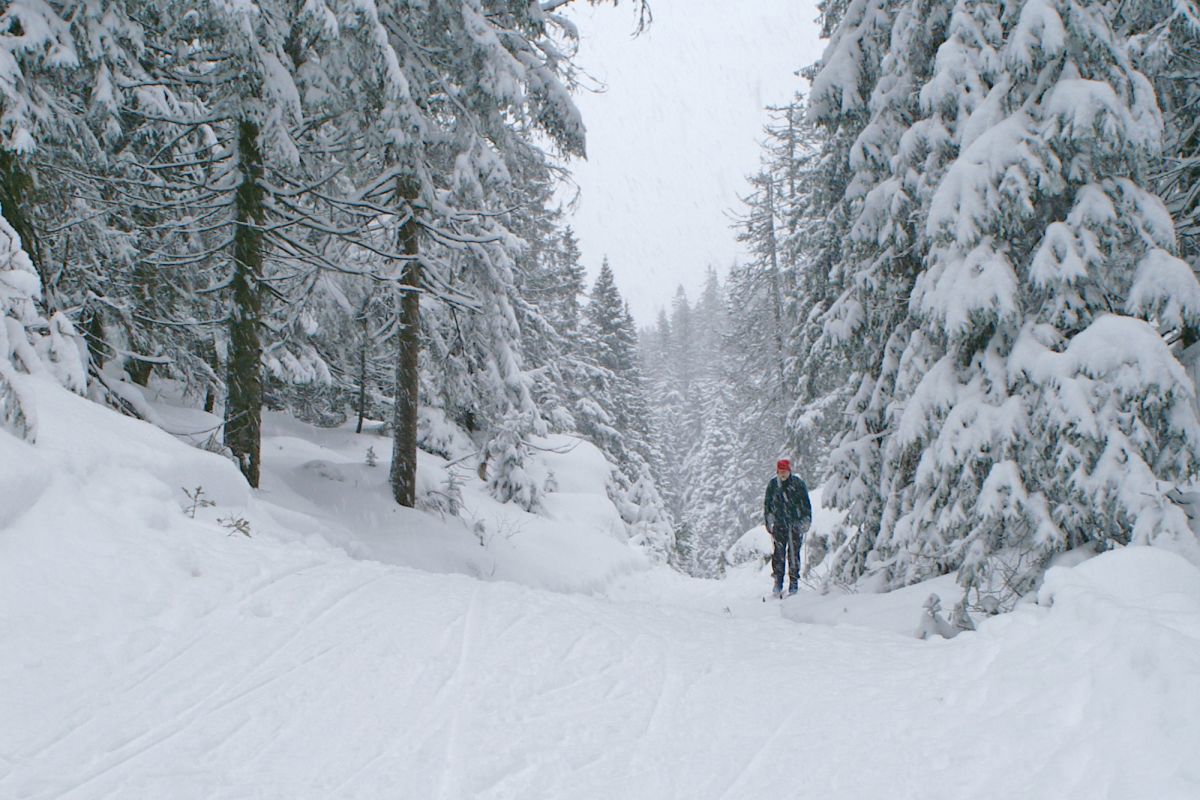 Det laver ned på Krokskogen