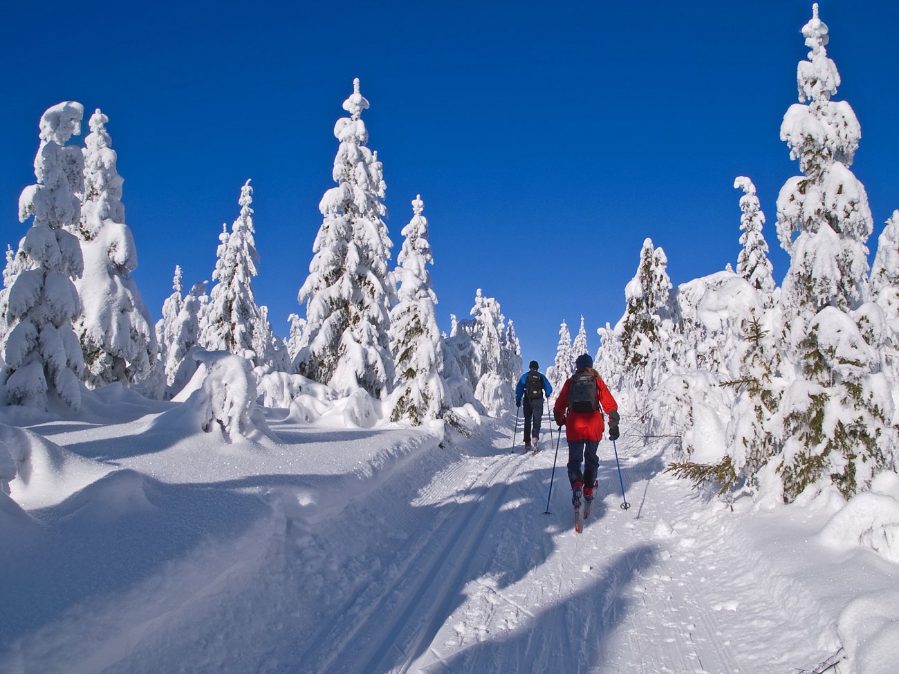 Drømmeforhold i løypen over Vidvangshøgda