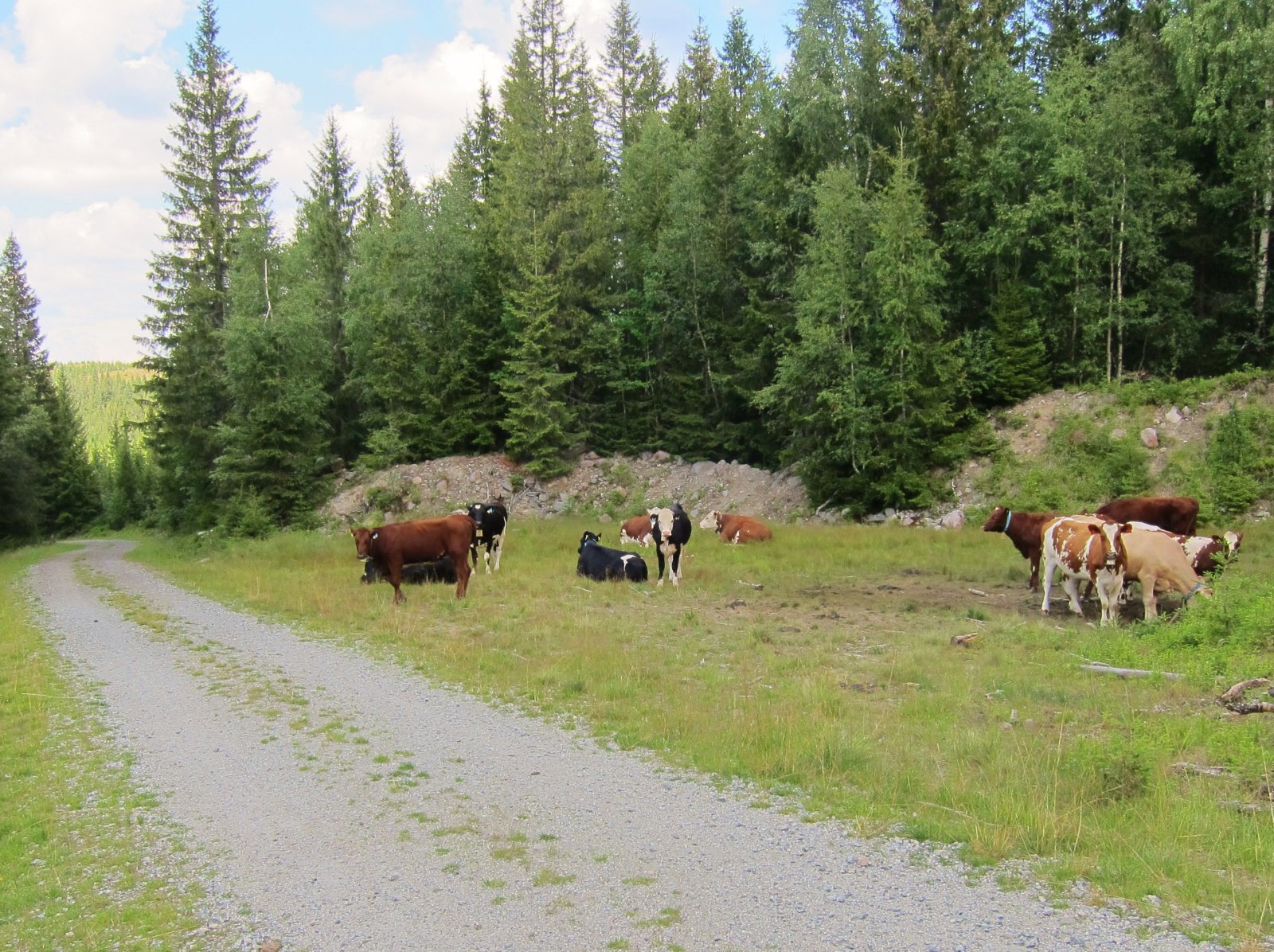 Dyredominans langs Kvernsjøvegen