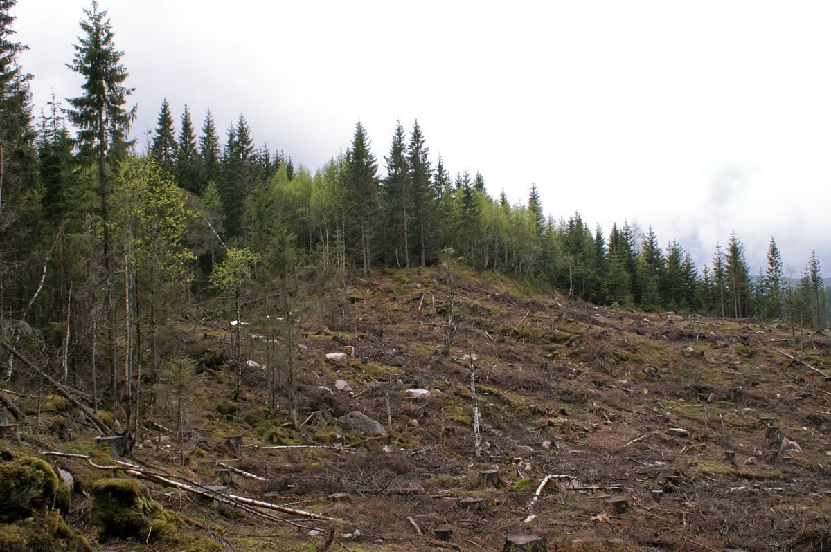 Effektiv hogst ved Styggedalsmana