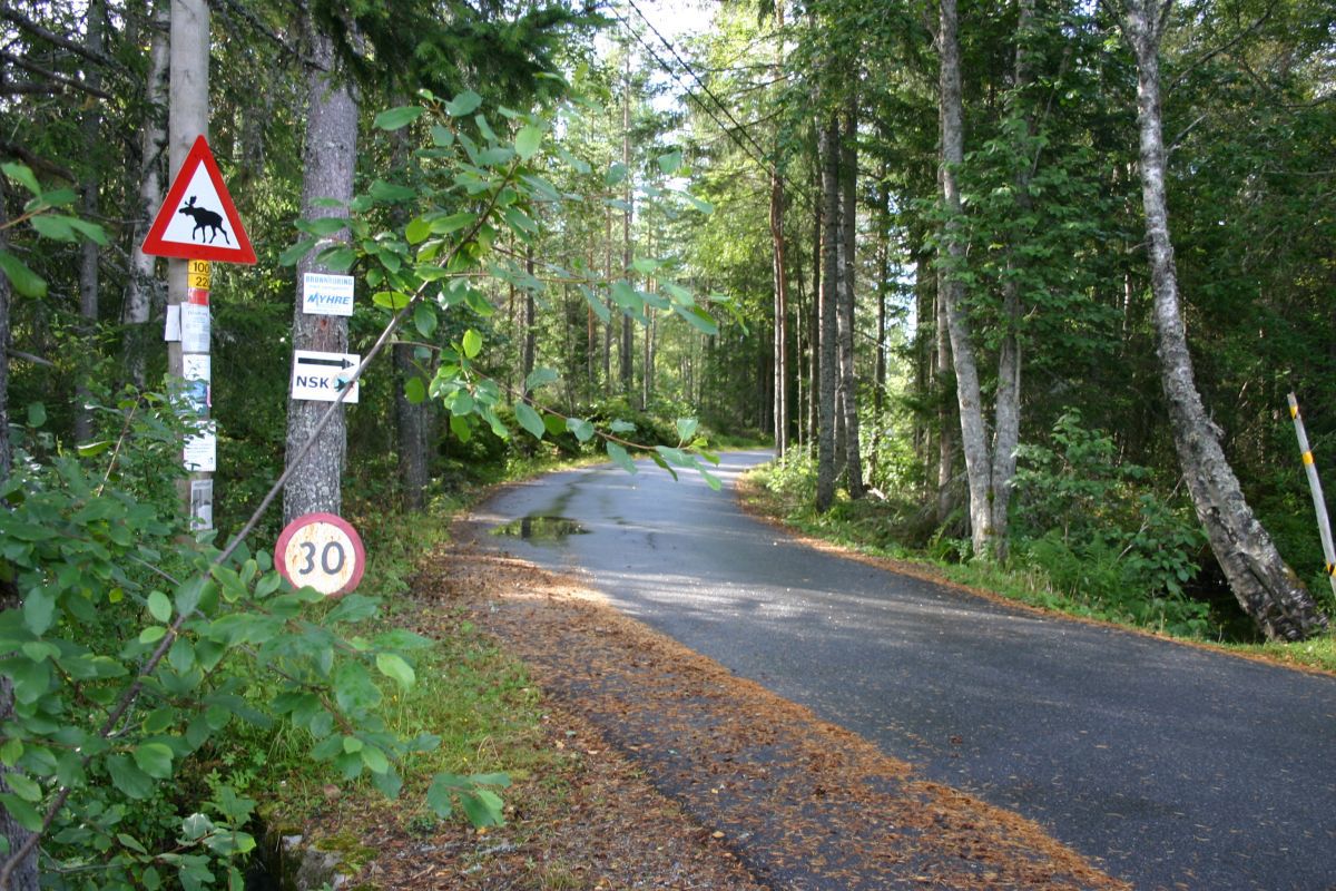 Elgfare på Jaklefoss