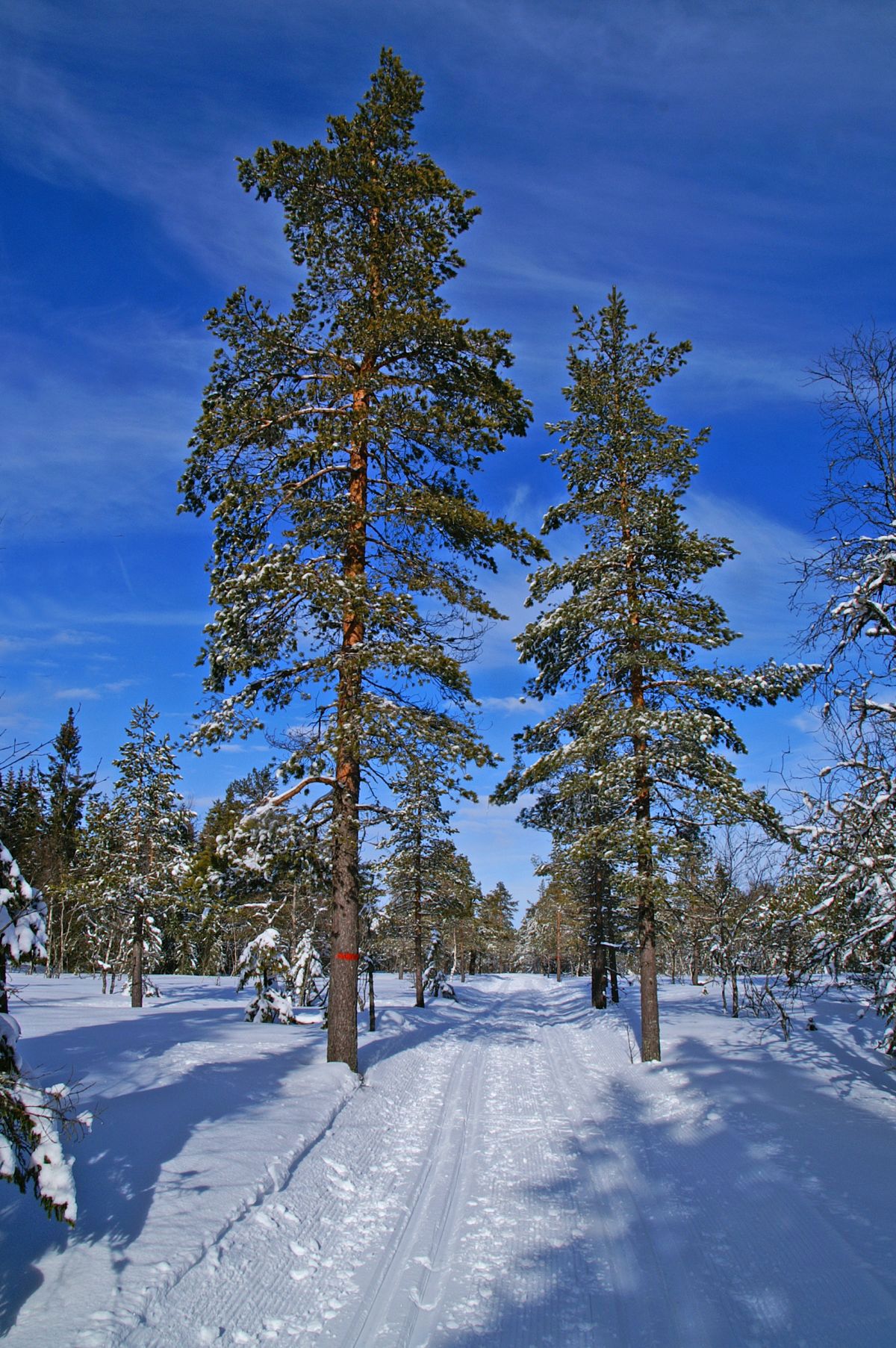 En allé av furutrær
