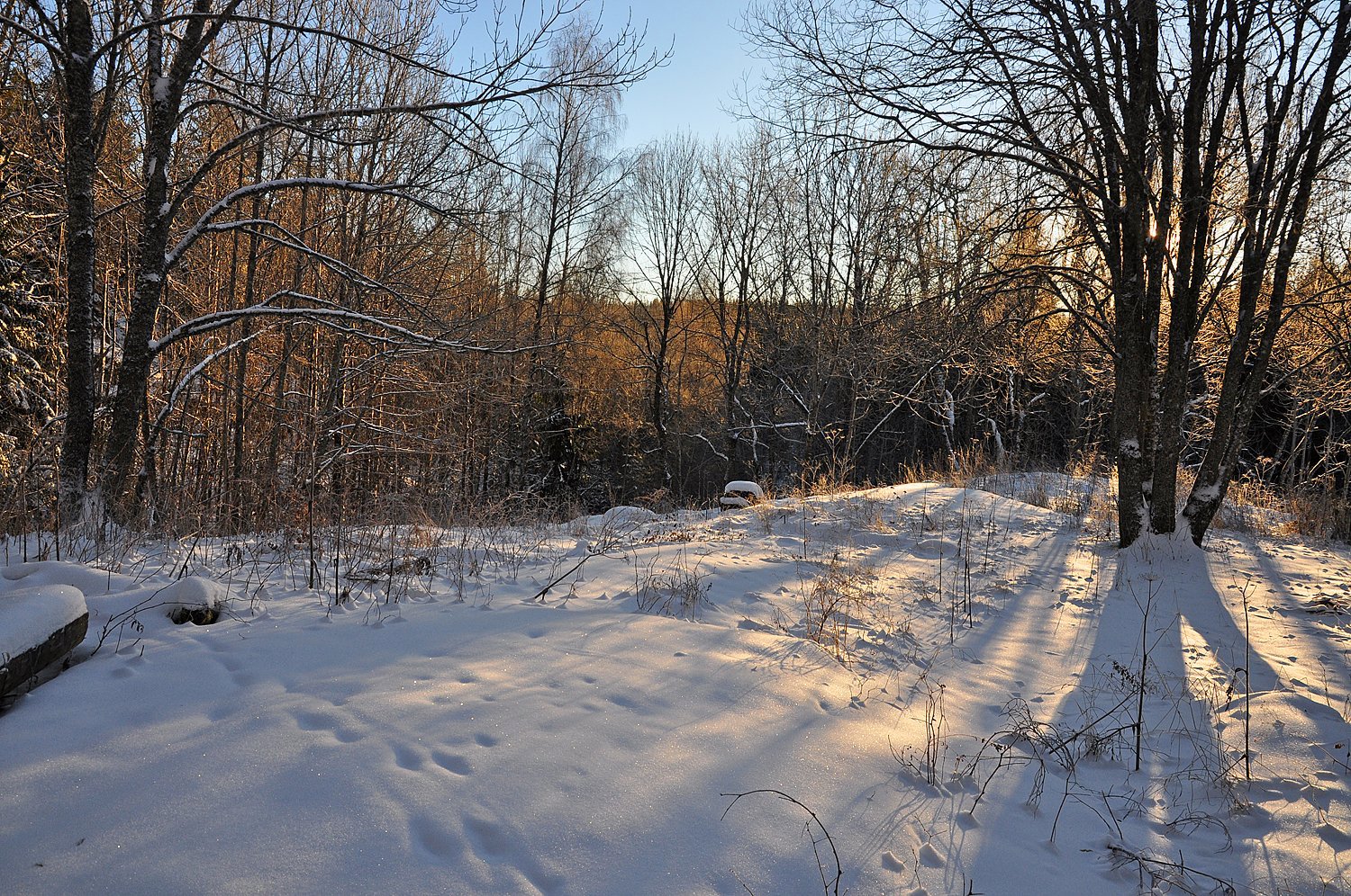 En åpen plass i skogen