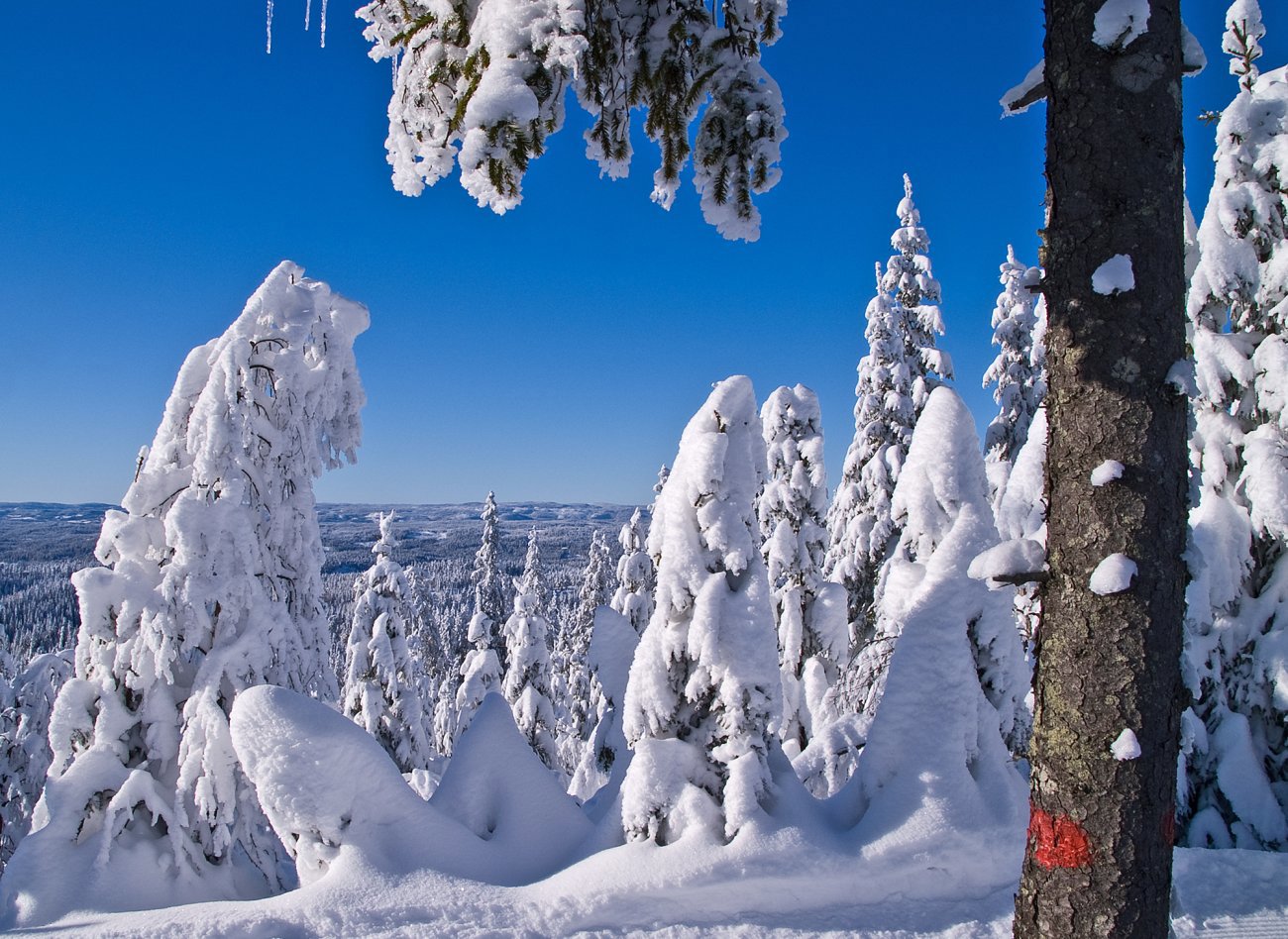 En av Markas flotteste traseer