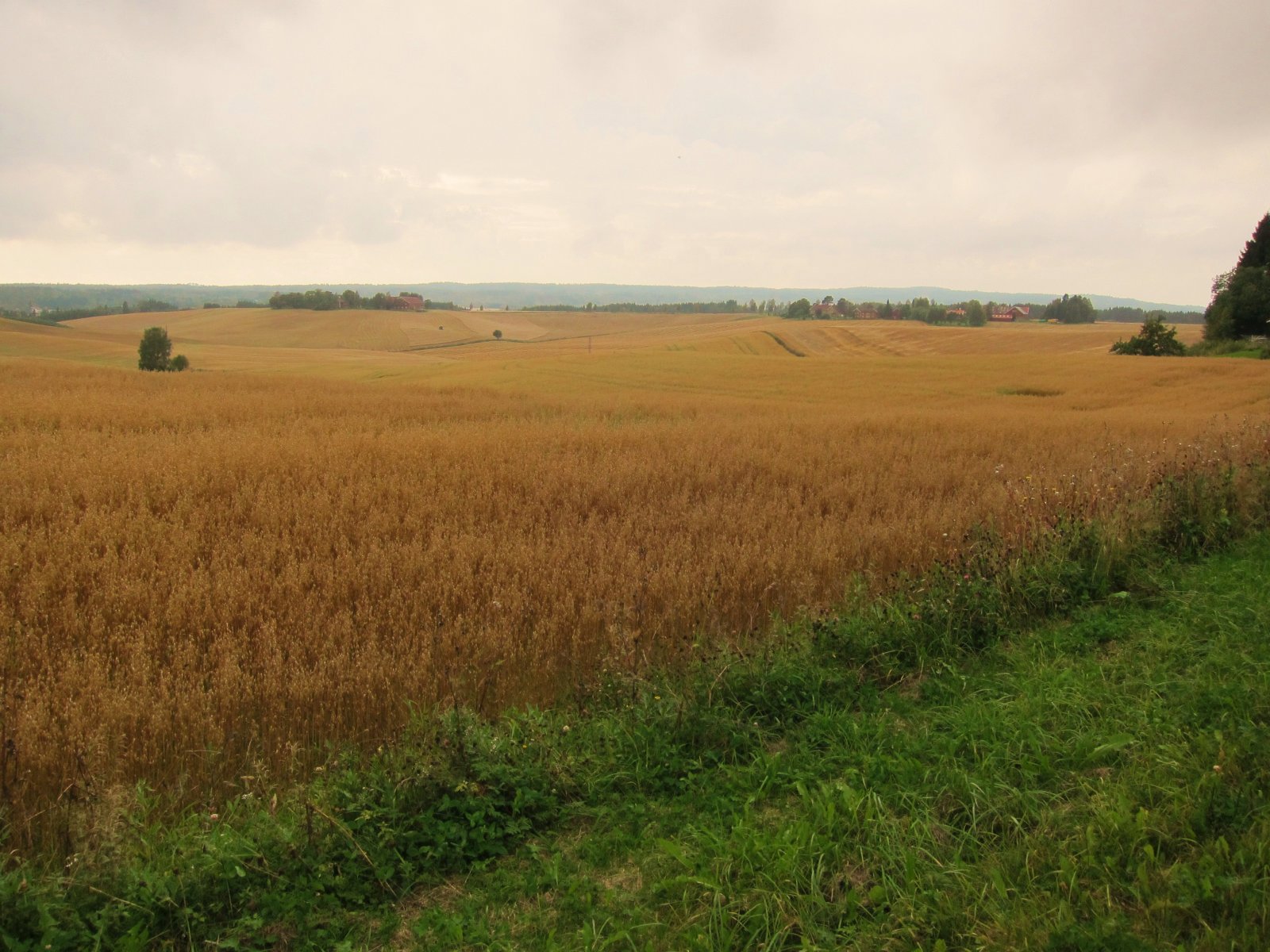 Endeløse kornåkrer