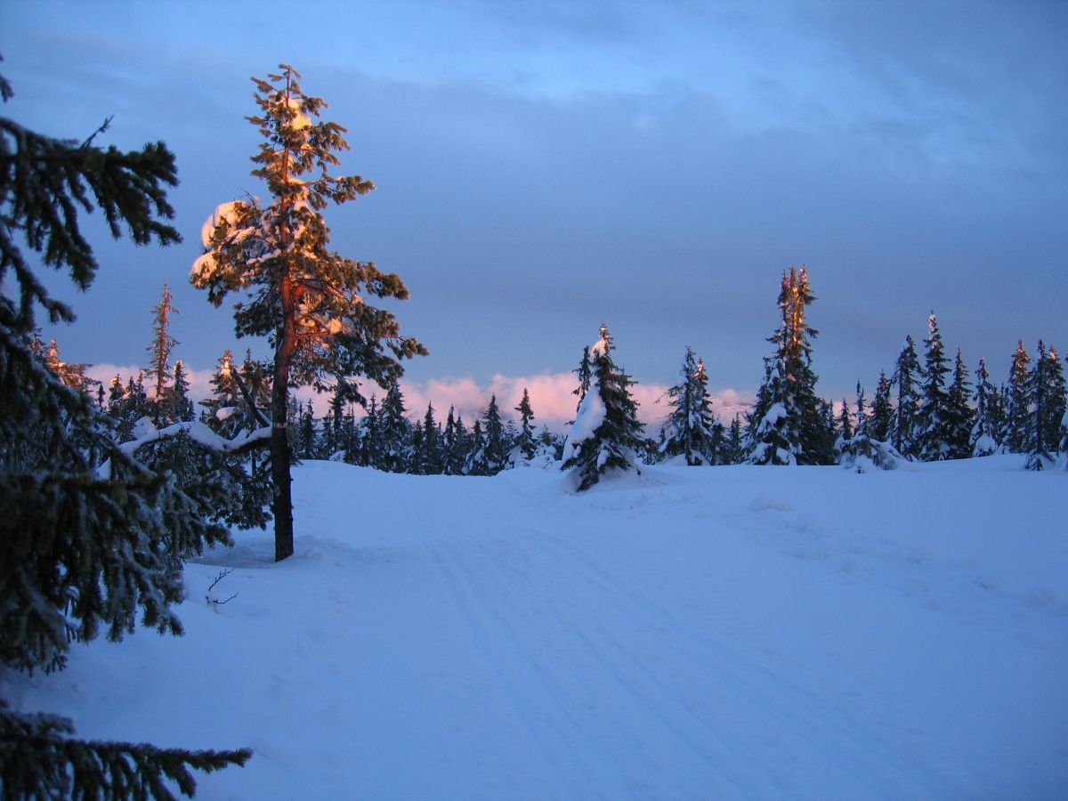 Ettermiddag i løypa