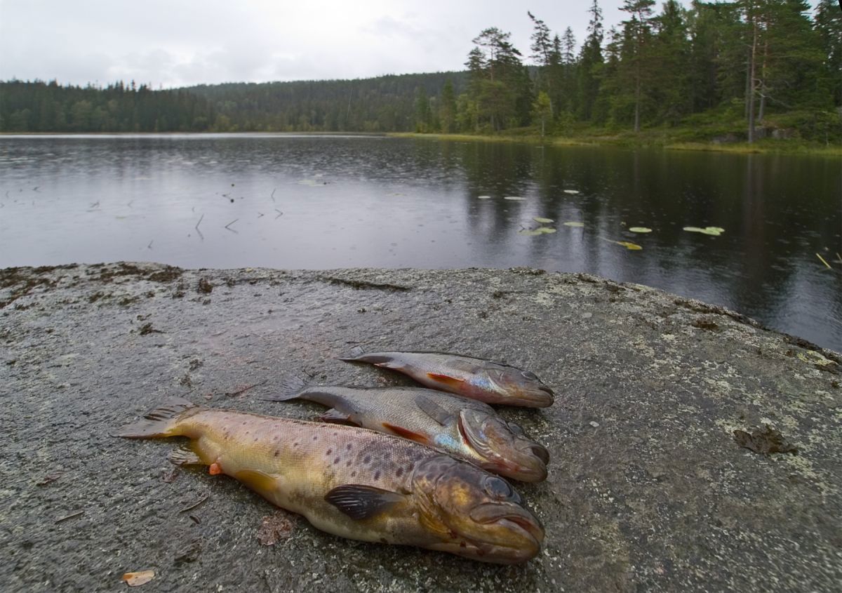 Fangst i Gampetjern
