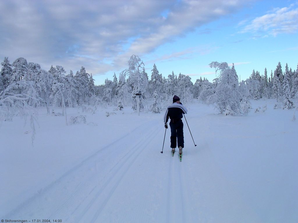 Fantastisk skiterreng mellom Dammyra og Løvlia.