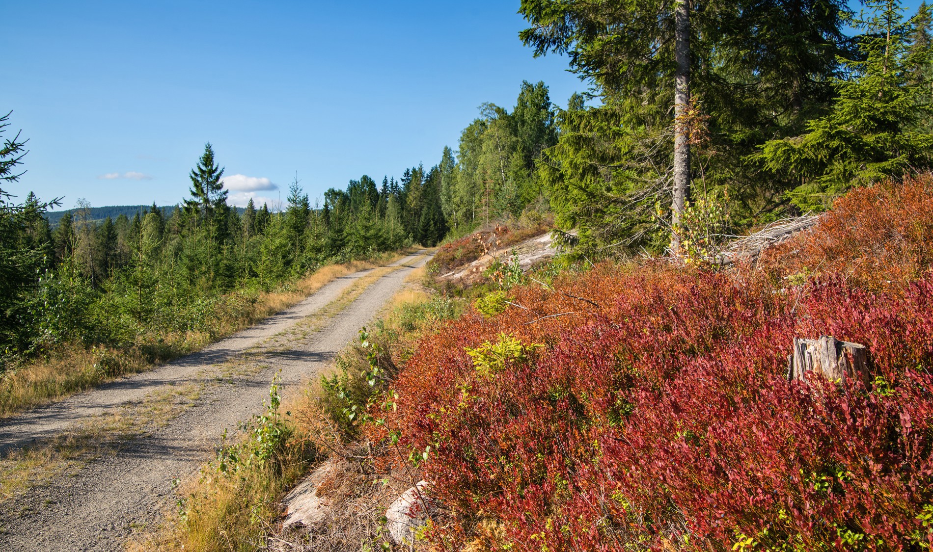 Fargerikt langs Bergdalsvegen