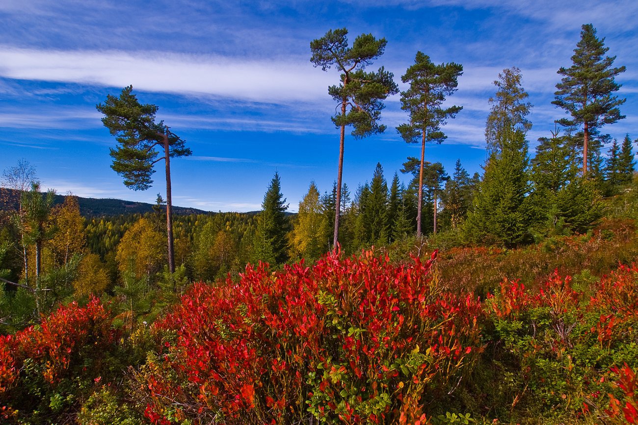 Fargesprakende Krokskog