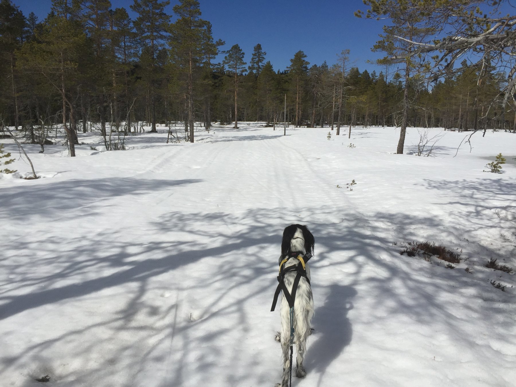 Fast og fint over Atjernsmyrene