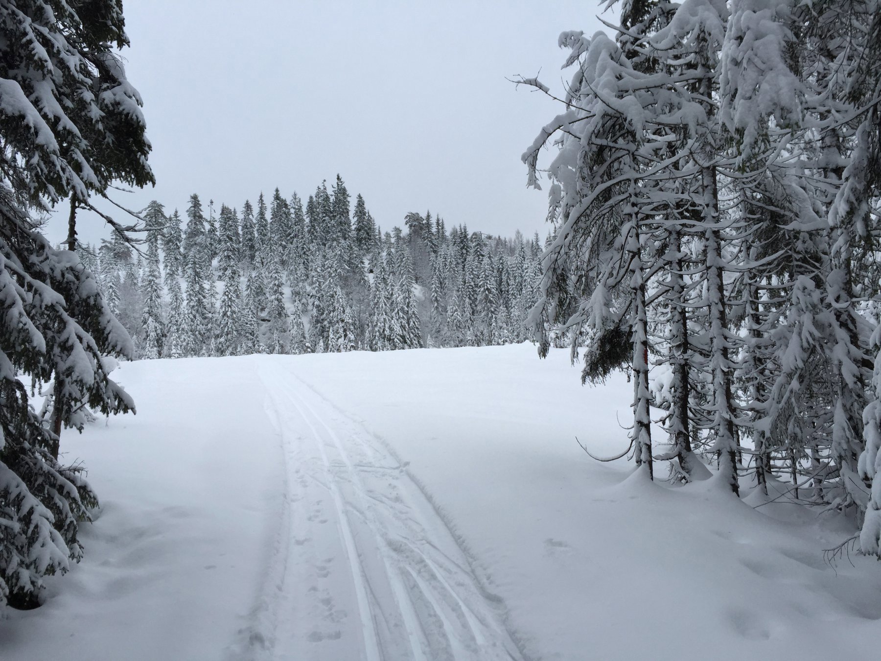 Fine forhold over Raudmyr