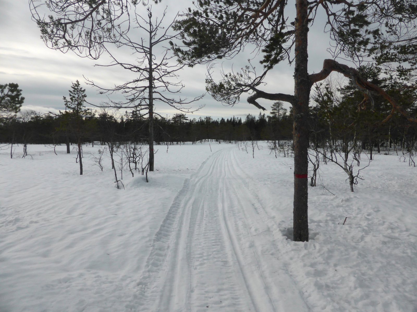Fint i litt harde scooterløyper på Krokskogen