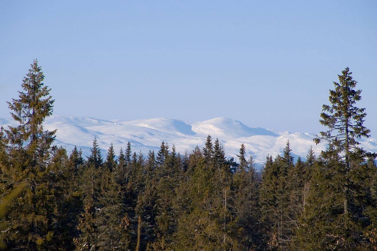 Fjell mellom grantrær