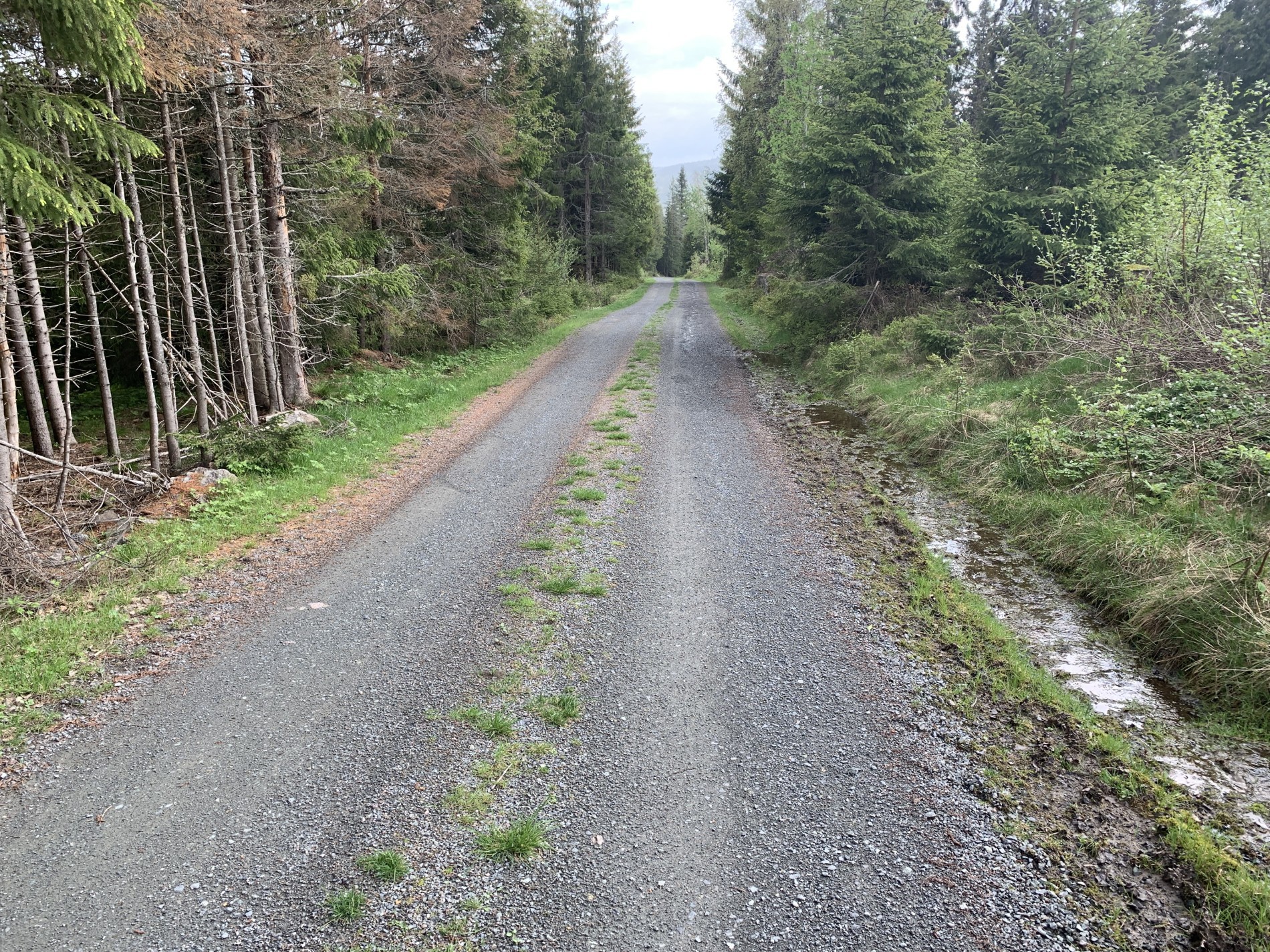 Flott skogsbilvei ved Fjellsetra