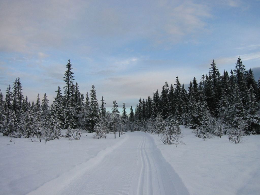 Flotte løyper - her mellom Borgersetra og Rughaugen.