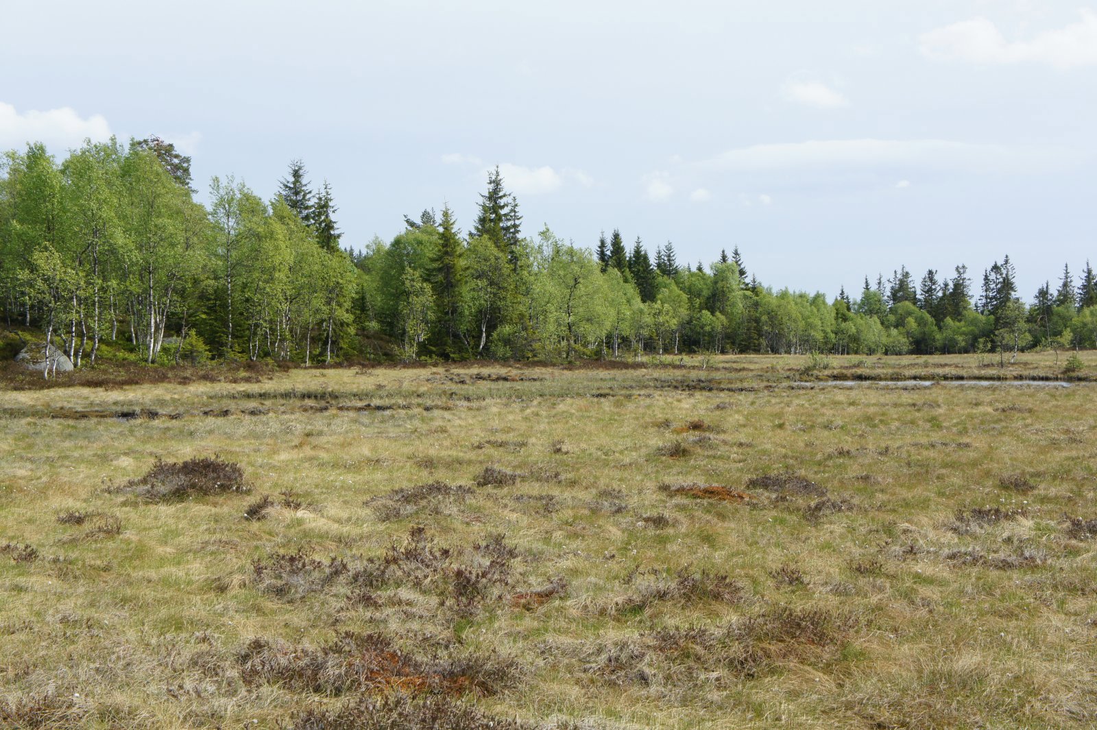 Flotte myrer ved Barlindhøgda