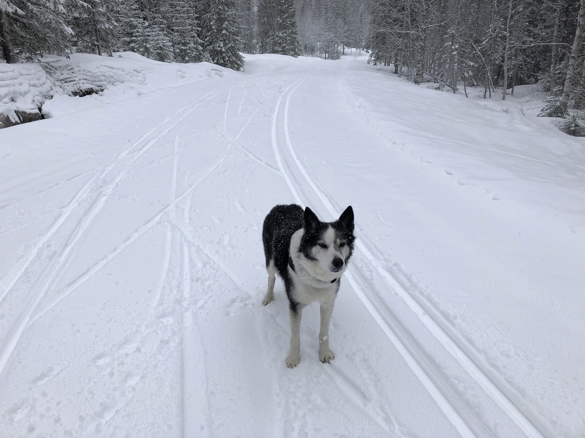 føre og nysnø i pelsen