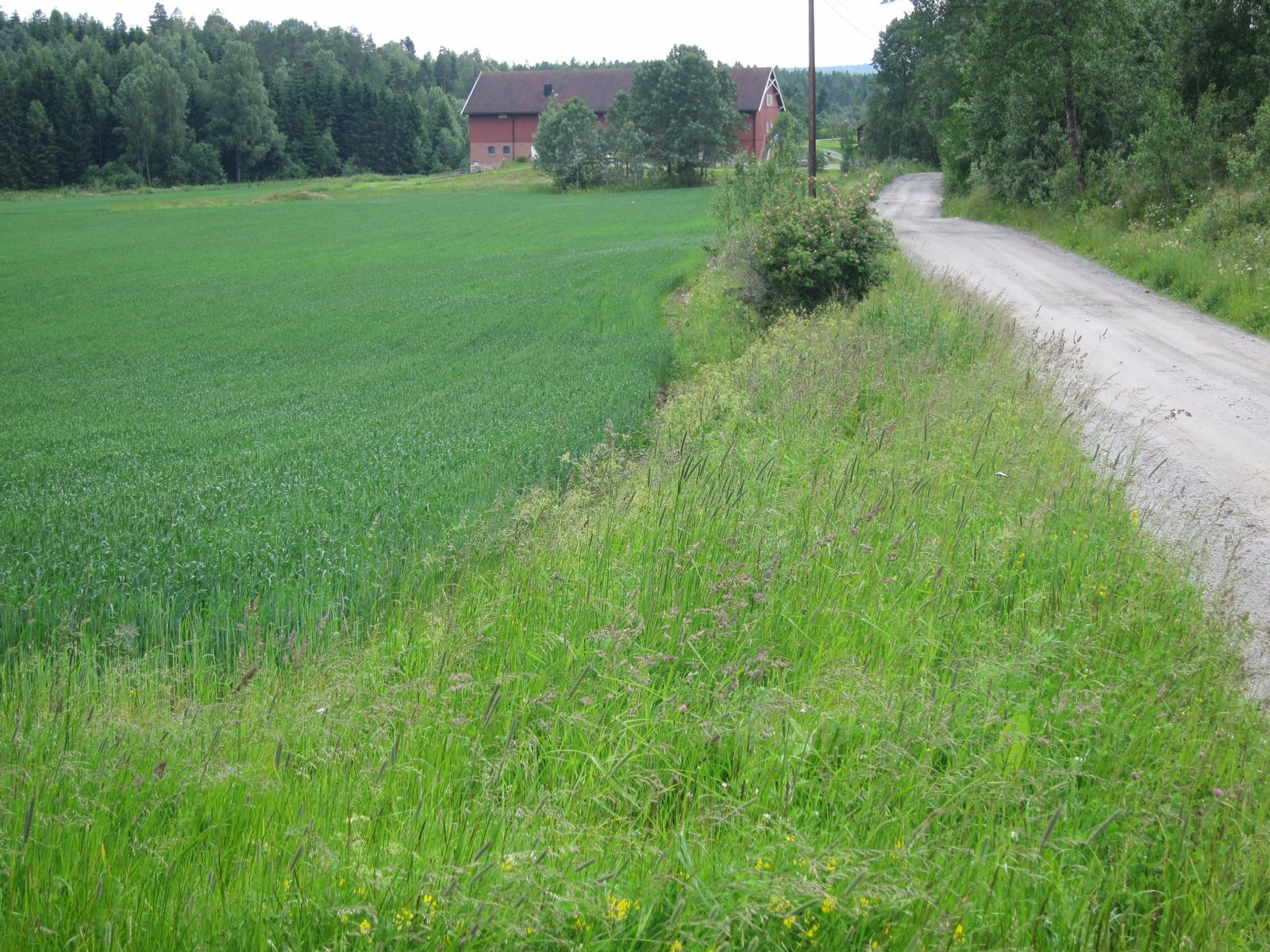 Fredelige Agnorveien