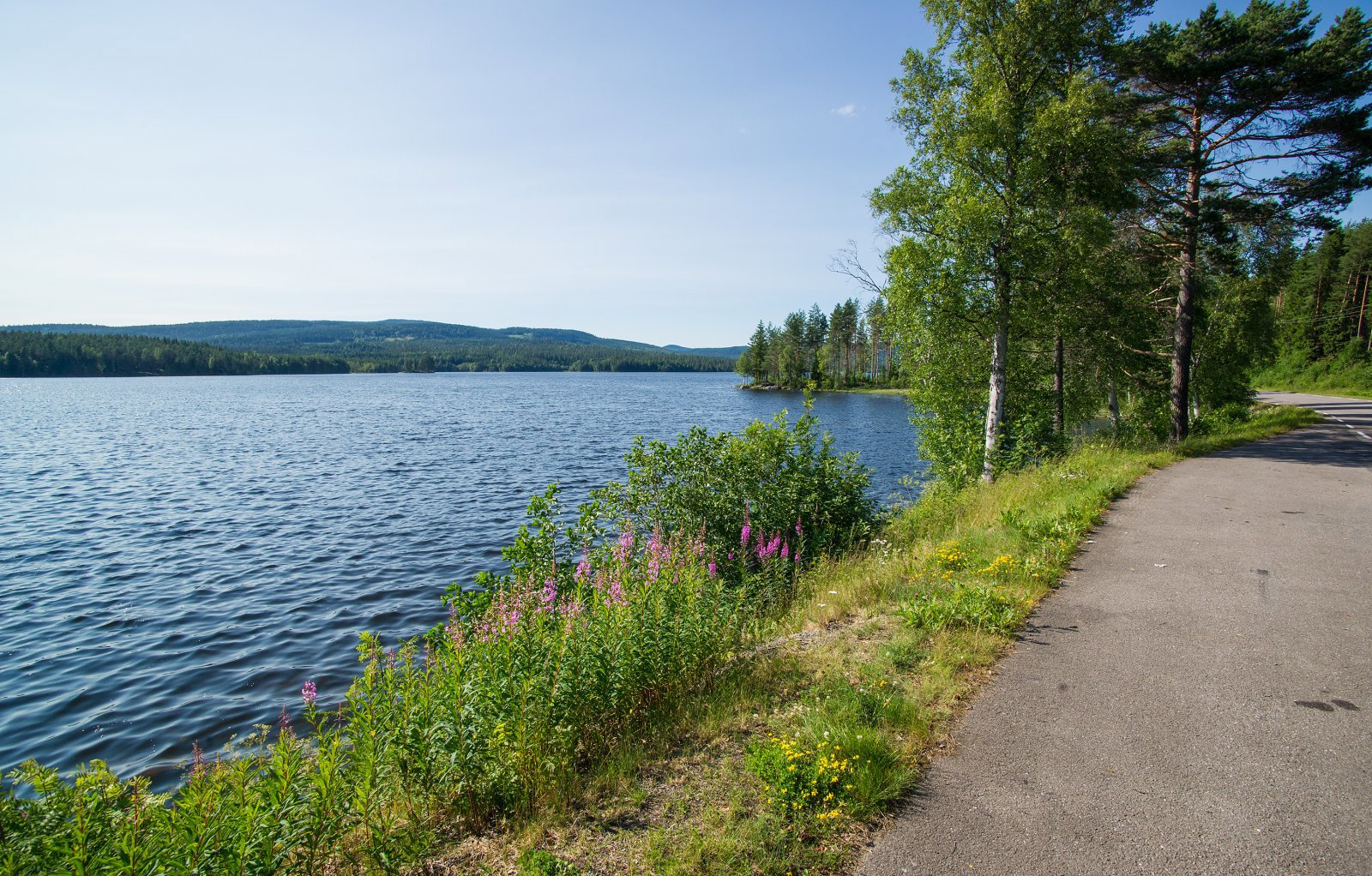 Frodig ved Monsrudvika