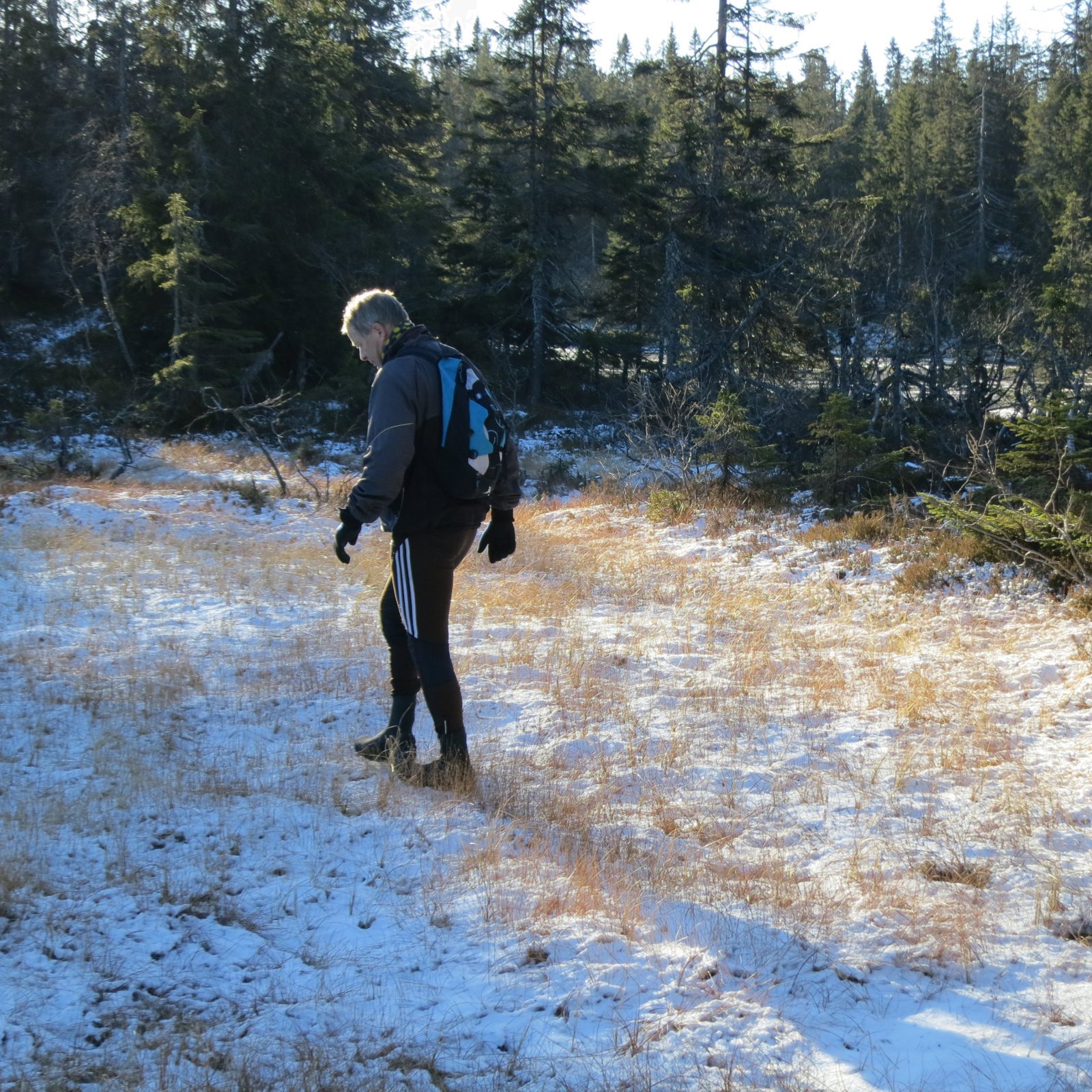 Frosne myrer ved Oppkuven