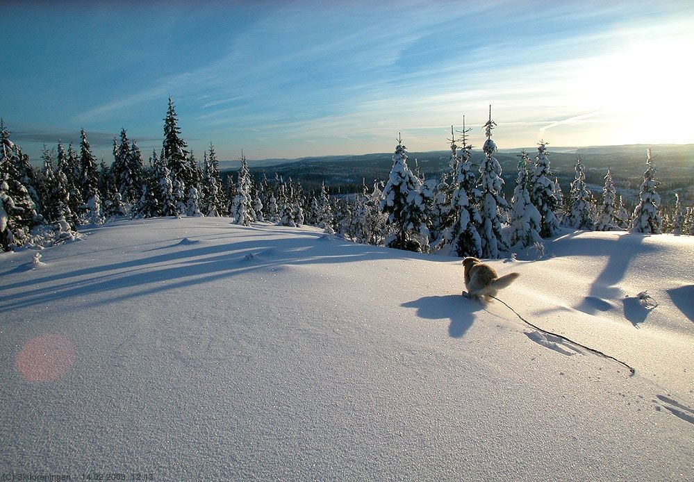 Fuglejakt på Vidvangen