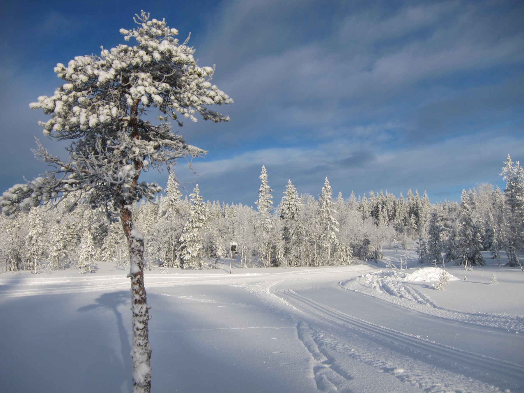 Furu i morgensol på Ringsmyrene