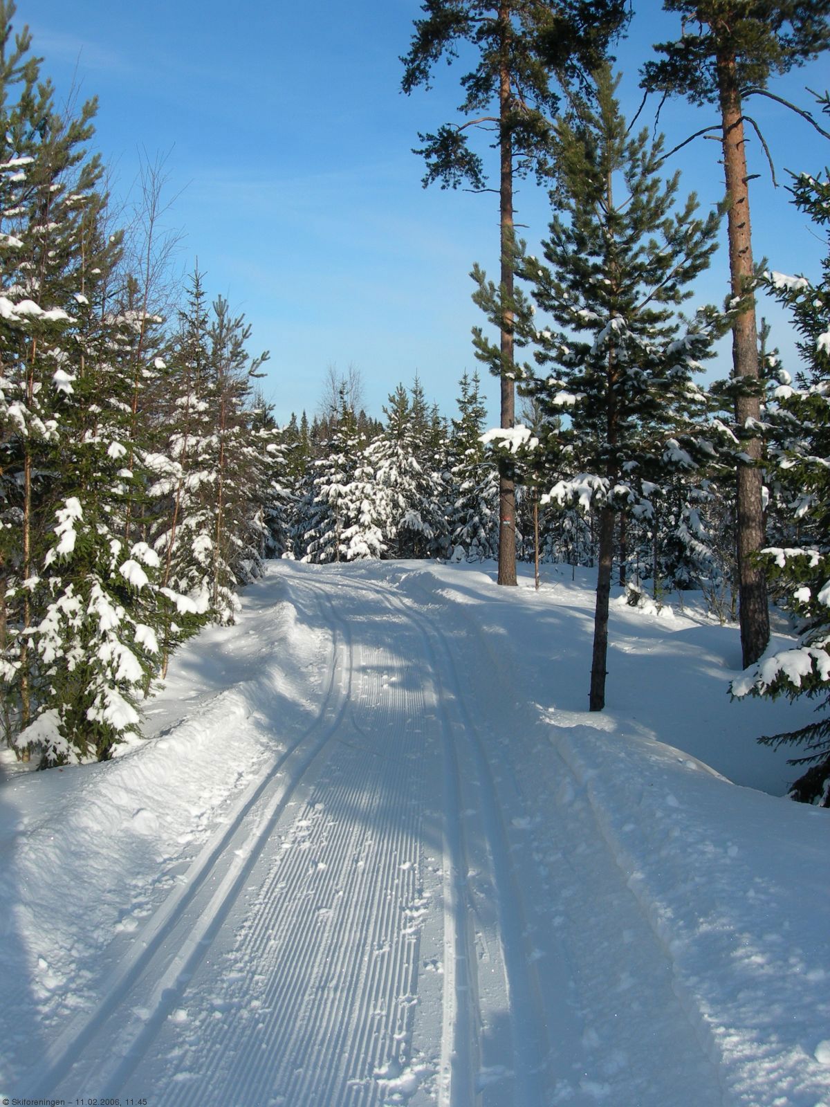 Furuskog ved Dromås