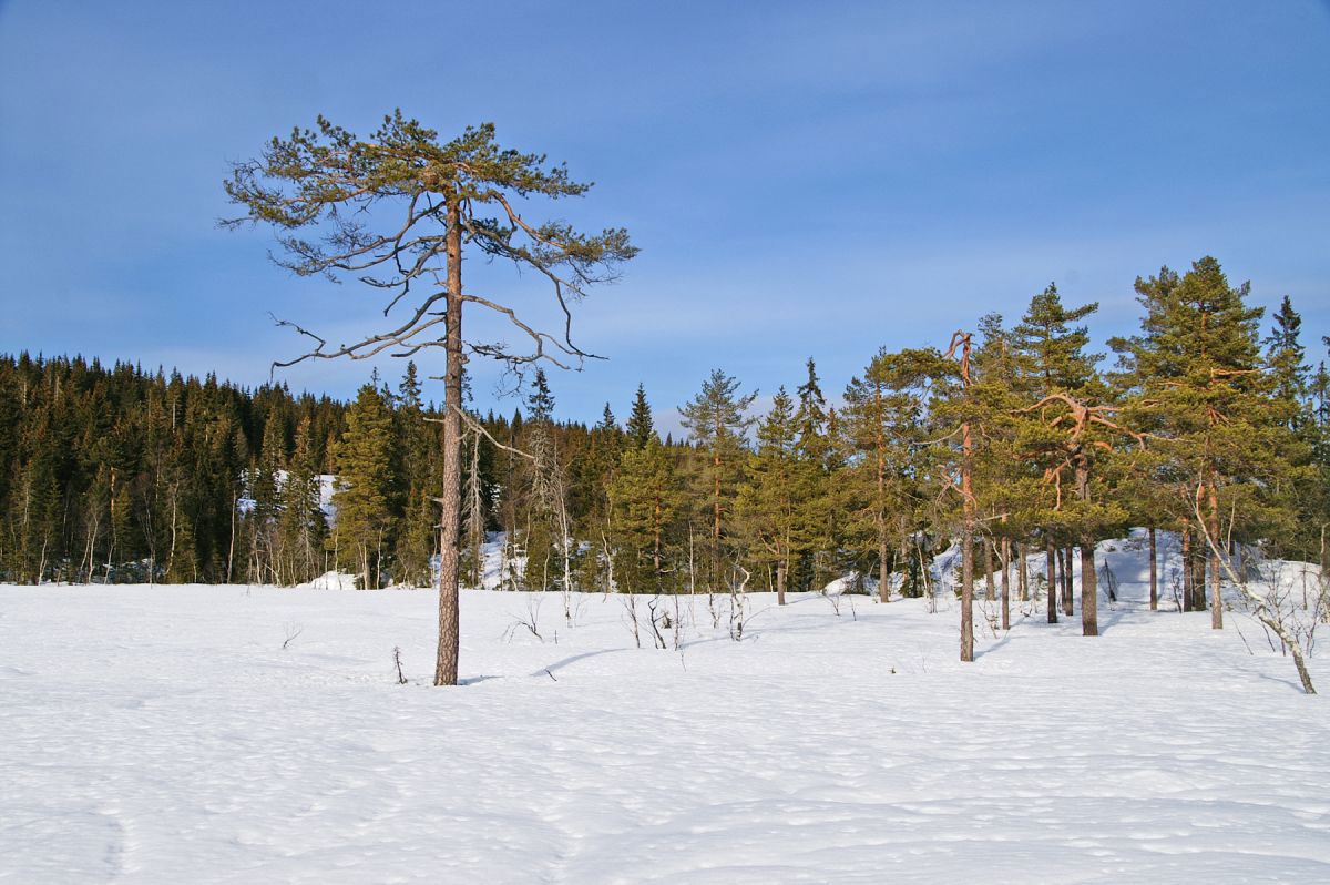Furutreet på Helvetesmyra