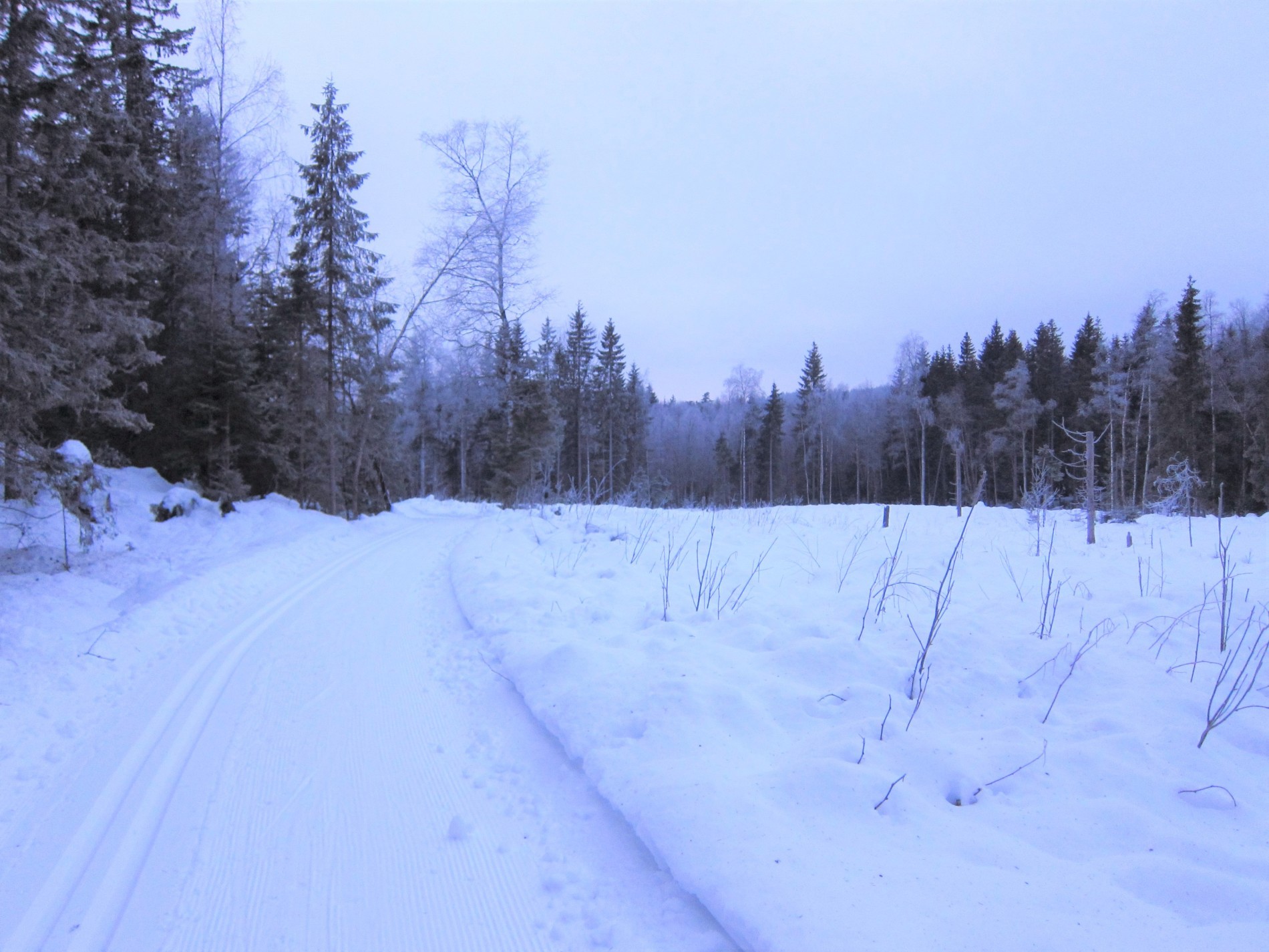 Gjennom skogen fra Grani