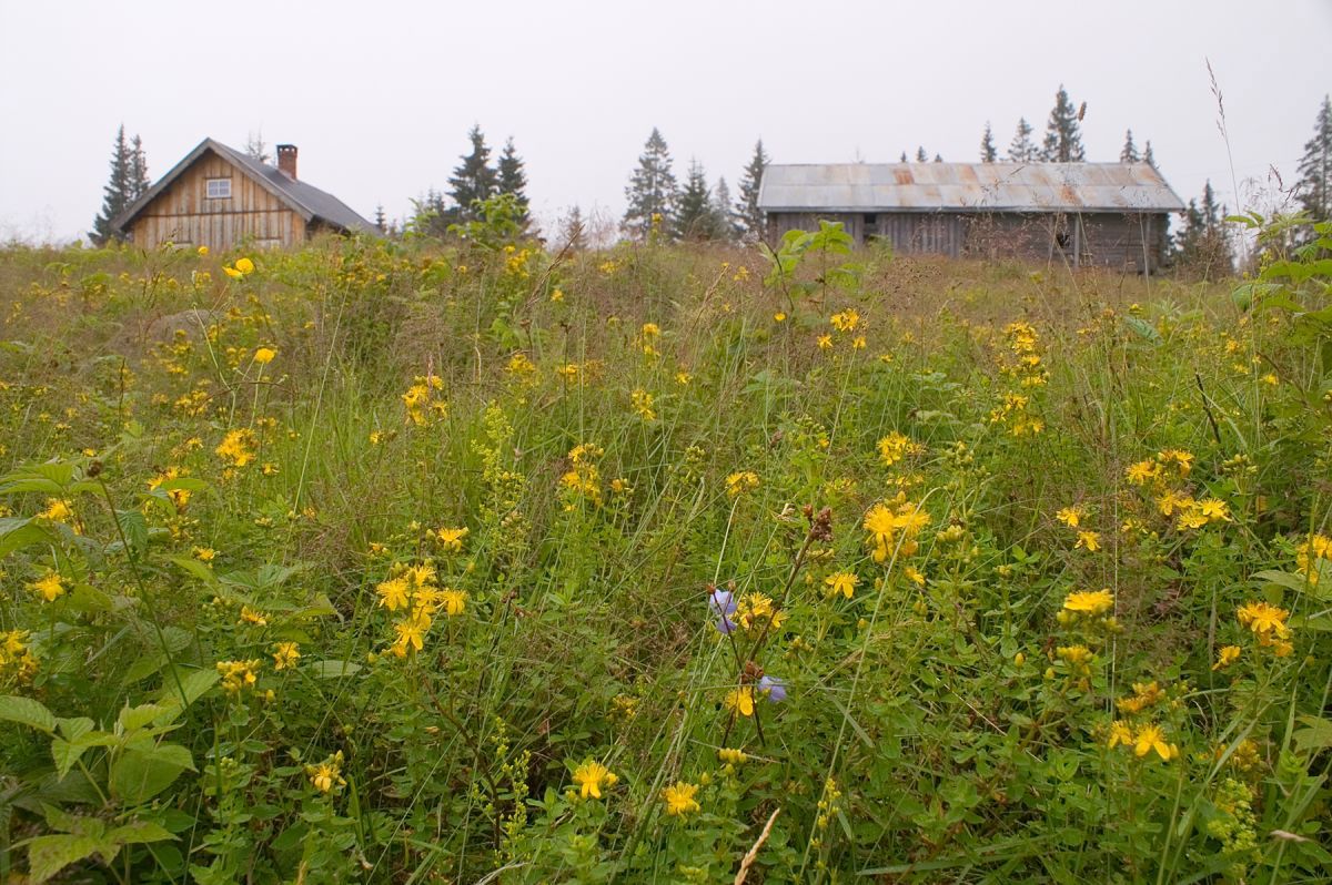 God vekst på setervollen ved Løvlia